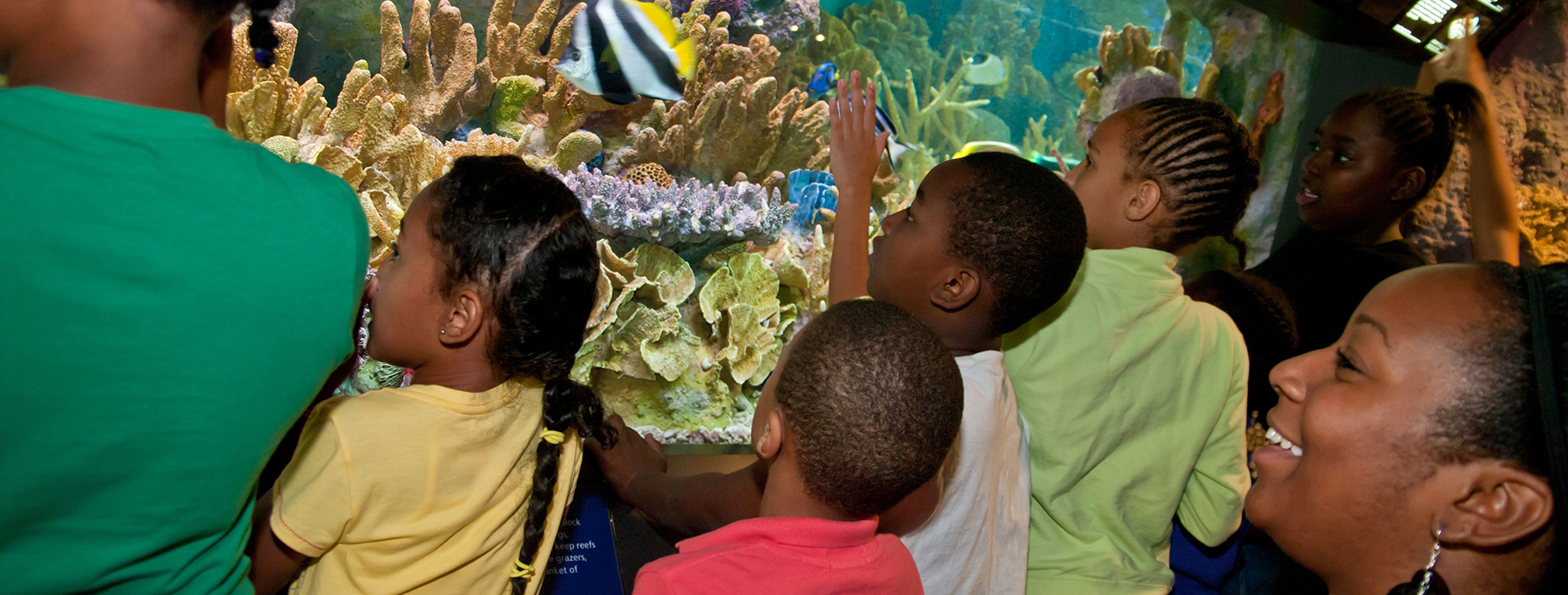 Visitors to the New England Aquarium watch tropical fish swimming through a Pacific Coral exhibit. (Photo: S. Cheng)