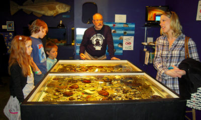 Tidepool at the Cape Cod Museum of Natural History. Photo by Teresa Izzo.