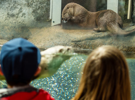 Children watching seals at the Ecotarium