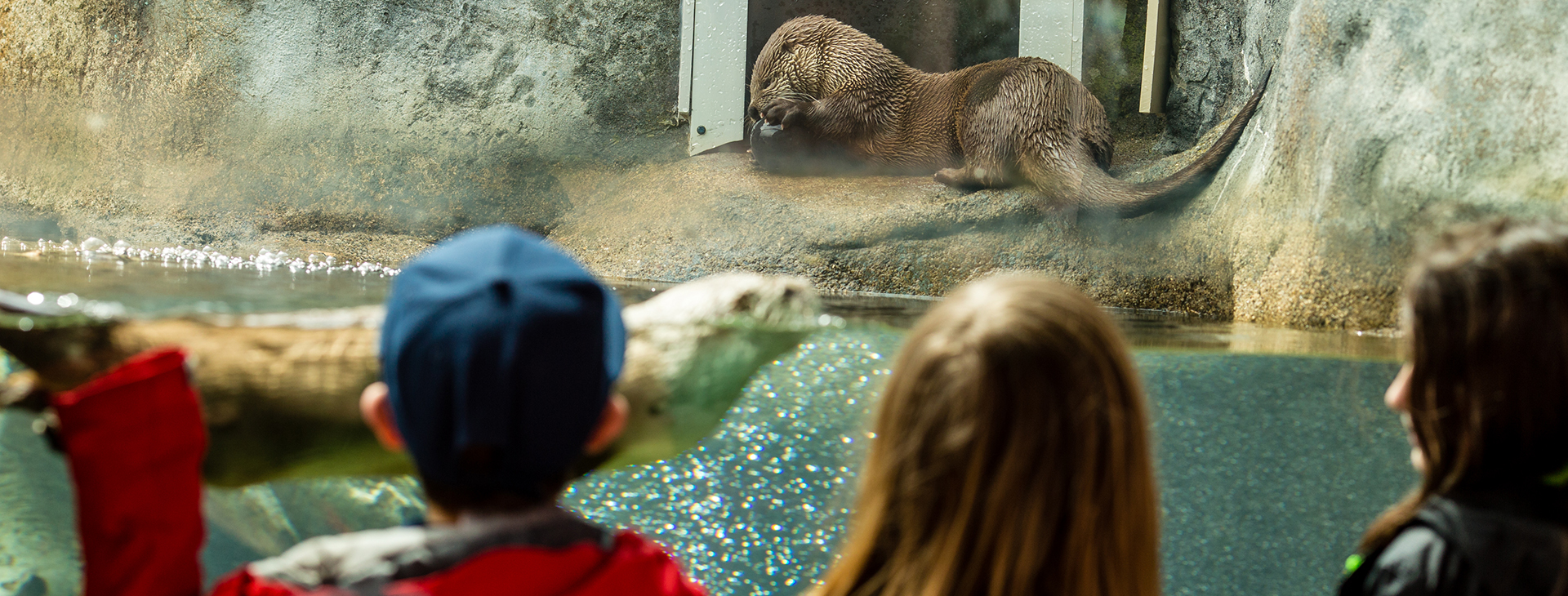 Children watching seals at the Ecotarium