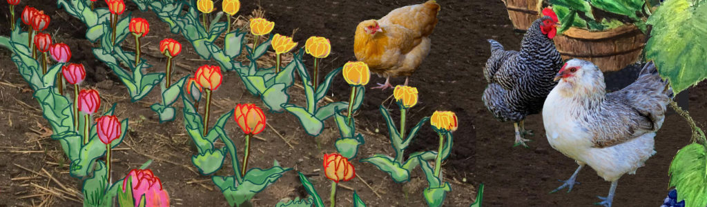 Chickens and tulips