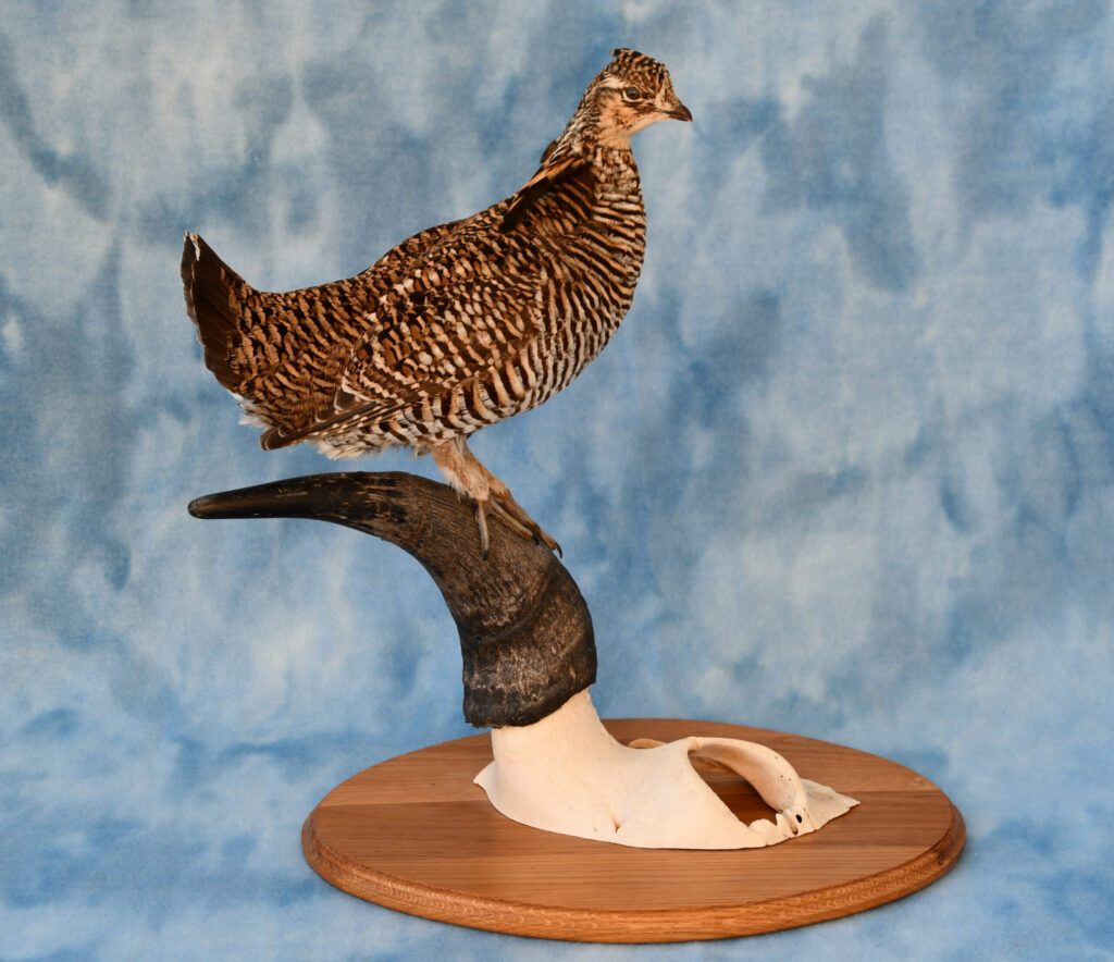 Chicken prairie taxidermy by Victor F. Cole. Photo courtesy of Victor F. Cole.