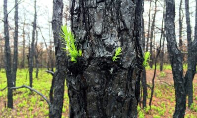 new growth coming out of a burnt tree provided by Native Plant Trust