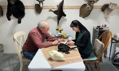 two people seated at a table sewing a taxidermied animal. A row of taxidermied animal heads hangs in a row on the wall behind them.