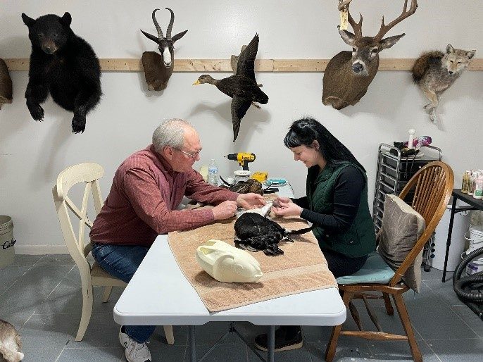 two people seated at a table sewing a taxidermied animal. A row of taxidermied animal heads hangs in a row on the wall behind them.