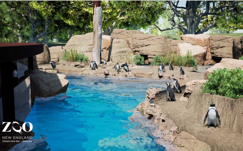 Penguins scattered around a pool at the African Penguin Coast exhibit